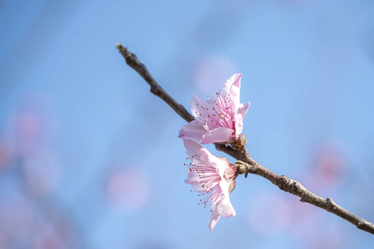 花与茶