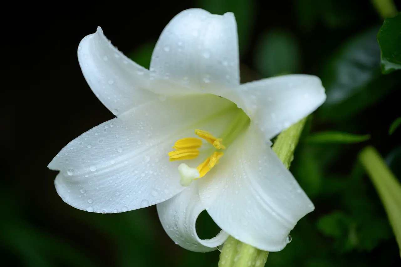 花与茶