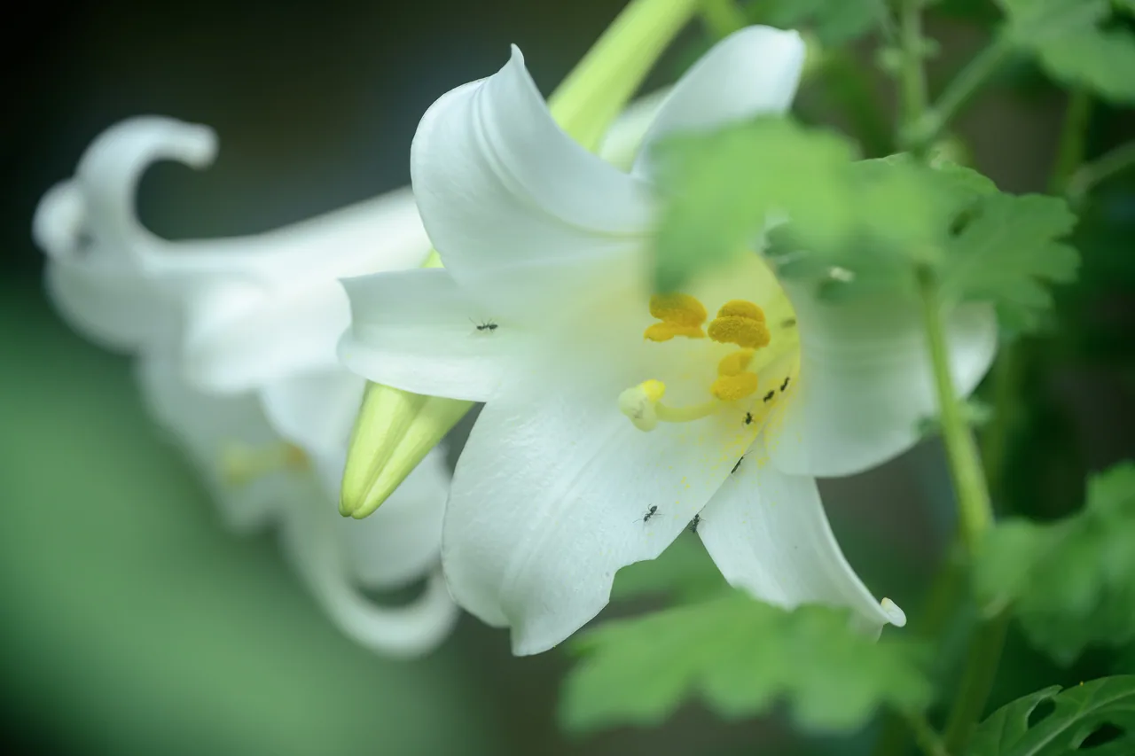 花与茶
