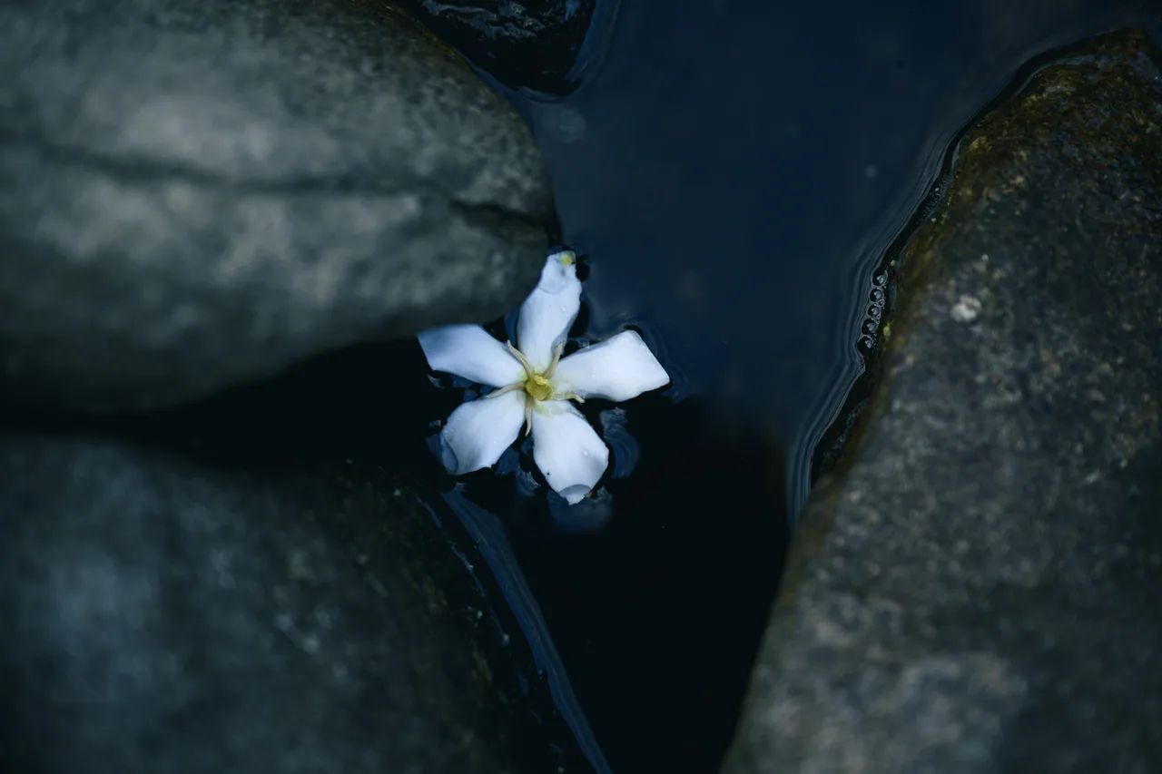 花与茶