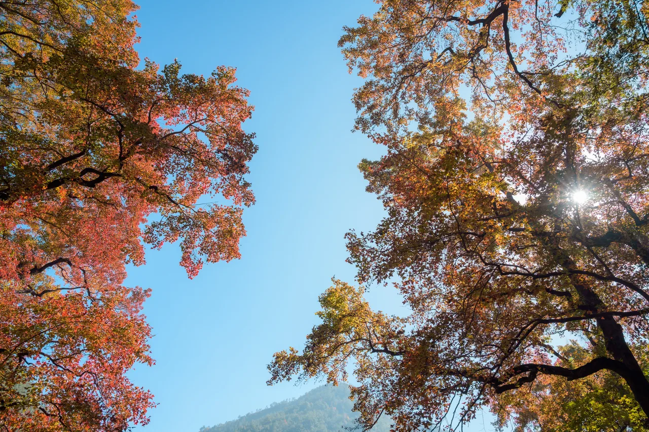 红枫古道 · 文成