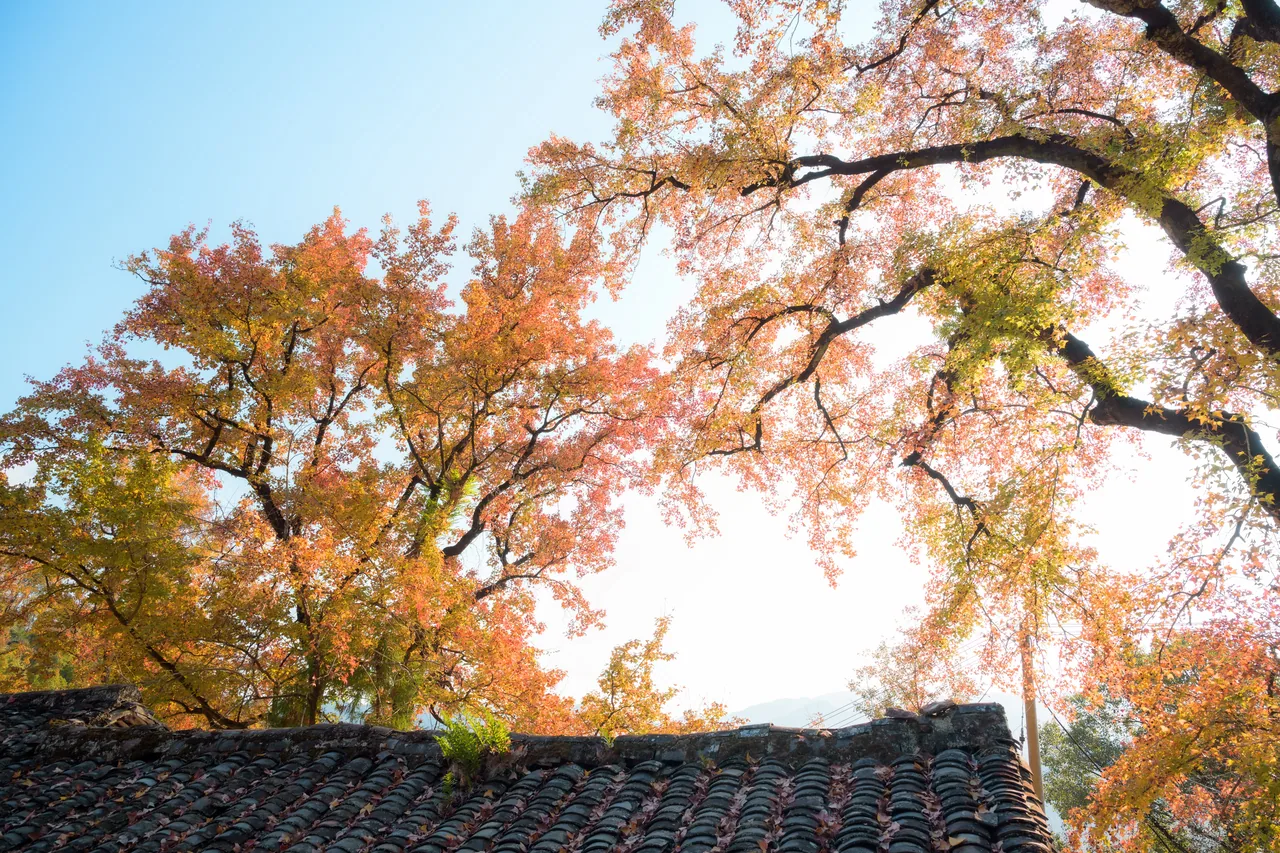 红枫古道 · 文成 · 松龙岭