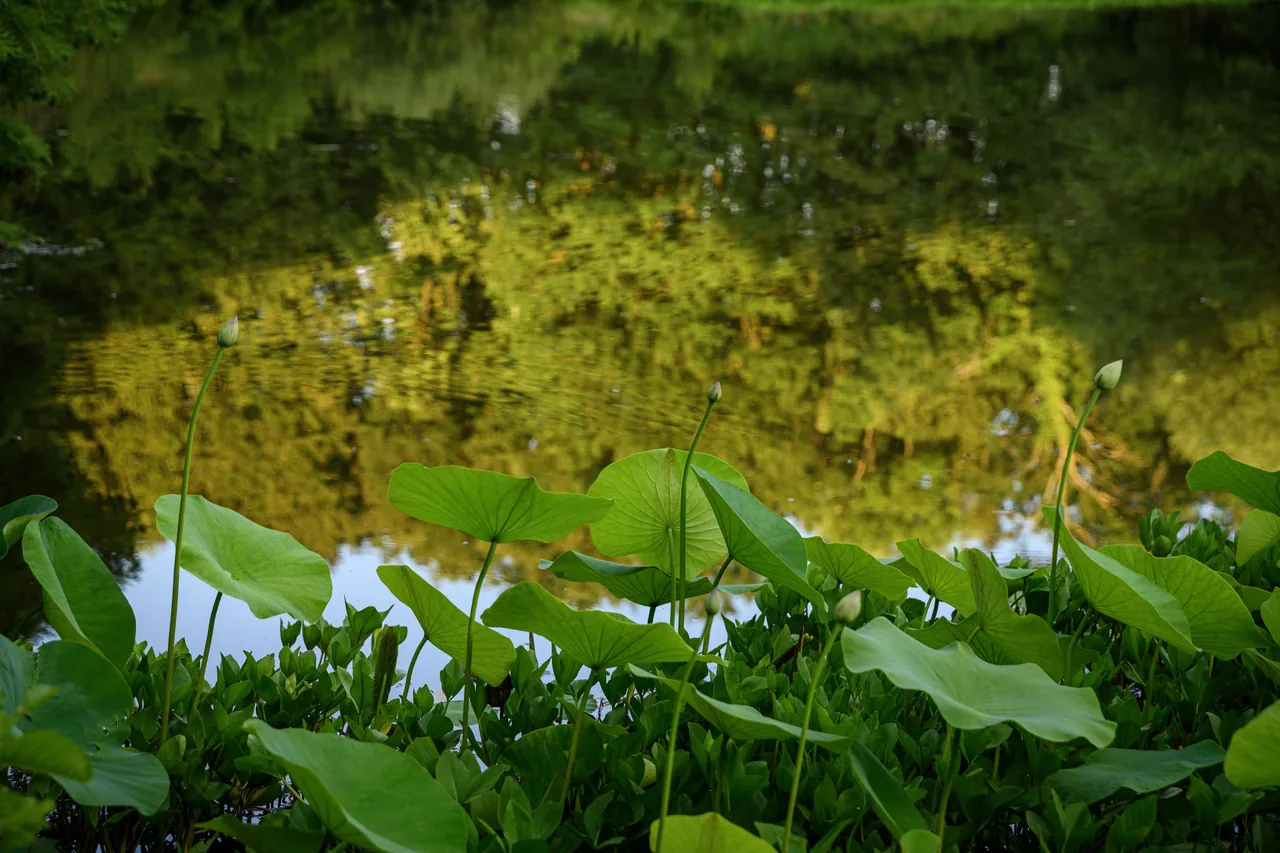 雷恩四季