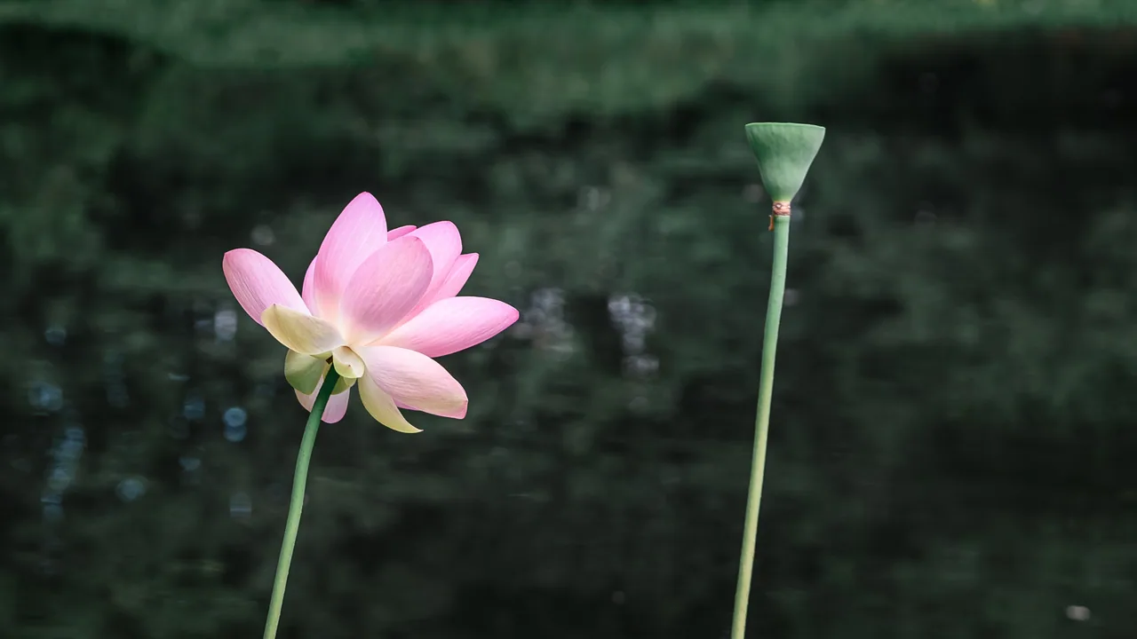 雷恩四季