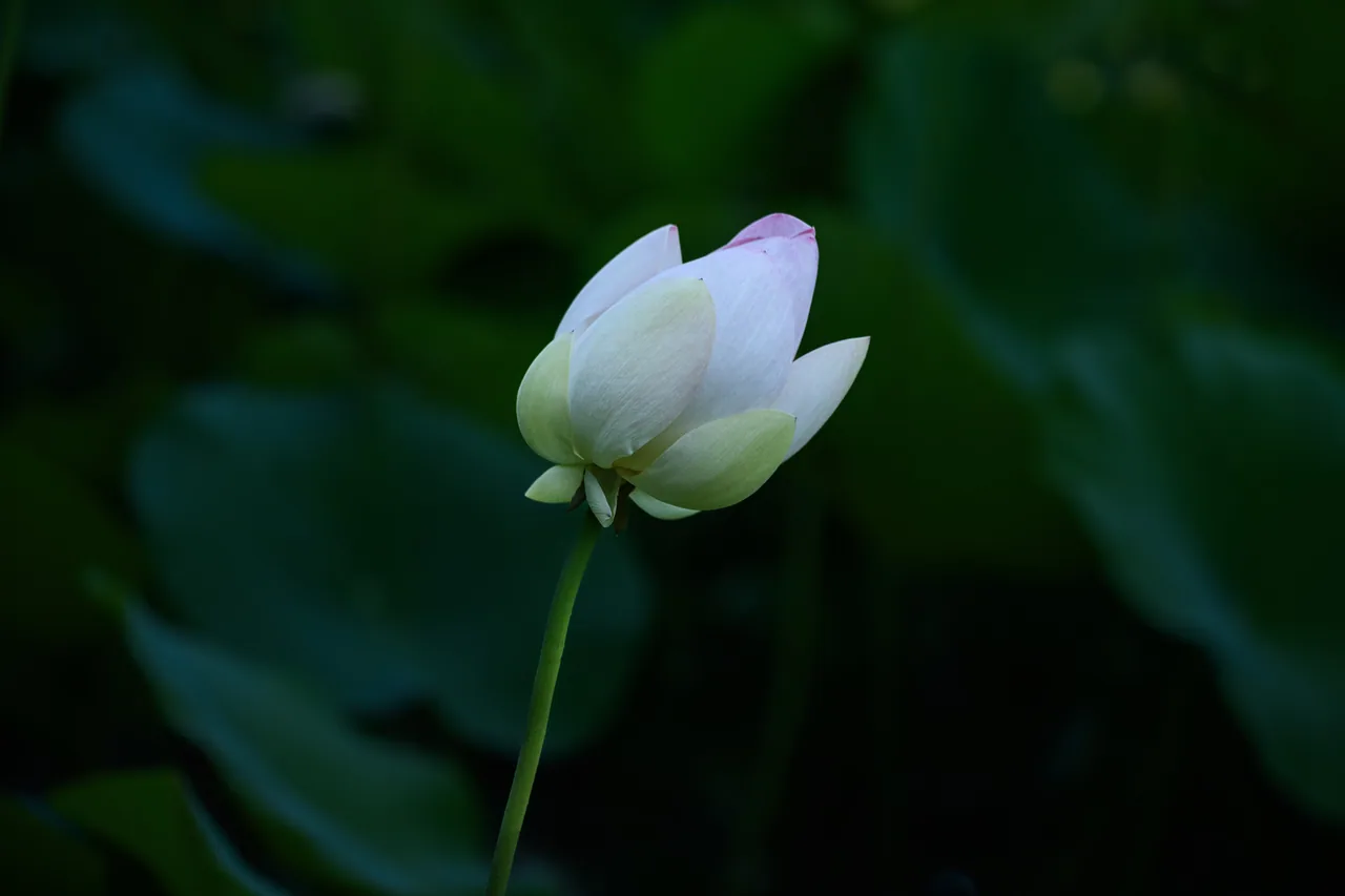 雷恩四季
