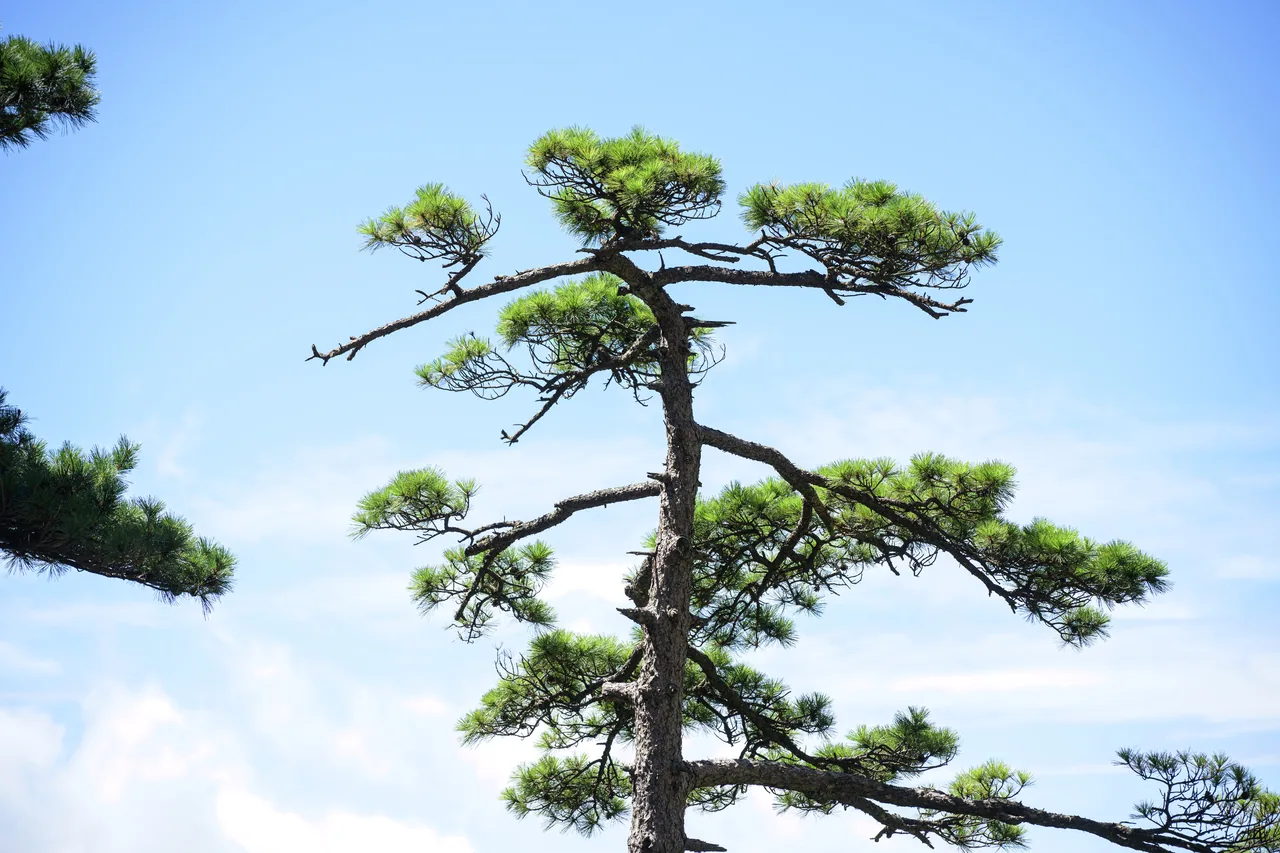 黄山